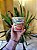 Lamen Coreano Nongshim Soon Kimchi 75g - Imagem 1