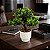 Vaso Bonsai Artificial - Imagem 4