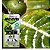 Óleo de Neem 8x10ml - Kelldrin - Imagem 2