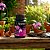 Mais Flores Concentrado 500ml - Kelldrin - Imagem 2