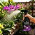 Mais Flores Pronto Uso 500ml - Kelldrin - Imagem 5