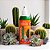 KIT 3 Cacto e Suculenta Pronto Uso 500ml - Terral - Imagem 4