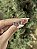 Brinco Virginia ponto de luz 10mm • folheado a ouro - Imagem 1