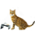 Comedouro CatMyPet Snack Cat Vermelho - Imagem 8