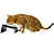 Comedouro CatMyPet Snack Cat Vermelho - Imagem 6