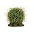 ENFEITE DE RESINA SOMA PLANTA CACTUS 106 - Imagem 7