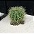 ENFEITE DE RESINA SOMA PLANTA CACTUS 106 - Imagem 5