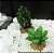 ENFEITE DE SILICONE SOMA PLANTA CACTUS 15 - Imagem 6