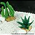 ENFEITE DE SILICONE SOMA PLANTA CACTUS 03 - Imagem 5