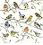 GUARDANAPO DE PAPEL BIRDS MEETING - Imagem 1