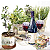 GUARDANAPO DE PAPEL WINE & HERBS - Imagem 1