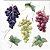 Guardanapo de Papel Wine Grapes - Imagem 1