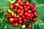 Acerola inteira e congelada - 1kg - Imagem 1