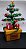 Árvore de Natal Bonsai na caixinha de madeira (M) - Imagem 3