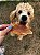 Stick de Frango TAMANHO G - Imagem 3