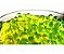 Kit 2 Potes Com 6500 Und Bolinhas de Gel Orbeez - Verde - Imagem 1