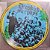 Picture disc - St pauli - dropkick murphys - Imagem 2
