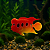 PEIXE FLUTUANTE FLOWERHORN VERMELHO/AMARELO SKRw - Imagem 2