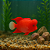 PEIXE FLUTUANTE FLOWERHORN VERMELHO/BRANCO SKRw - Imagem 2