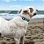 Coleira para cachorros Maldivas - Imagem 1