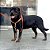 Kit Peitoral Y Antipuxão para cachorros com Guia Neon Laranja - Imagem 1