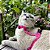 Peitoral para Gatos ou Cães Raça Mini com Guia Neon Rosa - Imagem 1