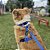 Kit Peitoral H antipuxão para cachorros com Coleira e Guia Azul Royal - Imagem 1