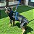 Peitoral para Gatos ou Cães Raça Mini com Guia Azul Royal - Imagem 1