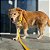Kit Peitoral Y Antipuxão para cachorros com Guia Amarelo - Imagem 1