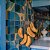 Penca Decorativa Artesanal com 5 Bananas em Madeira - Imagem 9