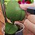 Fertilizante Líquido Floral para Orquídeas e Flores Hydrofert 110ml - Imagem 4