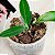 Fertilizante NPK Orquídeas Crescimento Vigoroso - Hydrofert 200g - Imagem 5