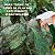 Fertilizante e Fungicida Natural Pronto Uso POWER Cobre - Imagem 4