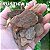 Casca de Pinus - Rustica e Polida - Diversos Tamanhos - 10 Litros - Imagem 6