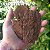 Casca de Pinus - Rustica e Polida - Diversos Tamanhos - 10 Litros - Imagem 7