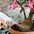Fertilizante Rosa do Deserto Floração e Caudex - Linha Leudo Jr. - Hydrofert - Imagem 3