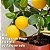 Fertilizante Frutíferas Acabamento - 1kg - Pomar e Frutíferas de Vaso - Hydrofert - Imagem 5