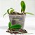 Mini-mix Orquídeas 3,5 Litros - Especial Mudas - Mococa - Imagem 5