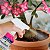 Fertilizante Pronto Uso Rosa Do Deserto, Suculentas e  Cactos - 500ml - Imagem 4