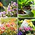 Fertilizante Líquido Floral Orquídeas e Flores - Concentrado 110ml / 1 litro - Imagem 5