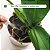 Kit Orquídeas Florações Exuberantes - Hydrofert - Imagem 4