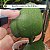 Kit Orquídeas Florações Exuberantes - Hydrofert - Imagem 3
