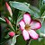 Kit Fertilizantes Rosa do Deserto, Suculentas e Cactos - Hydrofert - Imagem 2