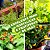 Adubo Líquido para Samambaias, folhagens, jardins, frutíferas e hortaliças Hydroverde - Hydrofert - 110ml - Imagem 5