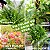 Adubo Líquido para Samambaias, folhagens, jardins, frutíferas e hortaliças Hydroverde - Hydrofert - 110ml - Imagem 4