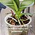 Fertilizante Orquídeas Crescimento Hydrofert - Caixa Com 24 ou 48 Unidades - Imagem 4