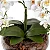 Arranjo 4 Hastes Orquídea Flor Artificial Decoração Realista - Imagem 5