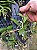 kit com 5 Placas Eco para Cultivo de Orquídeas - Imagem 3