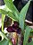 Maxillaria schunkeana - Imagem 1