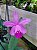 kit 3 plantas de Cattleya intermedia - Imagem 4